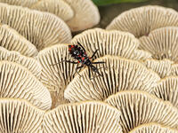 チャカイガラタケ　裏にいた　ヨコズナサシガメ　幼虫 [XLH110003553]