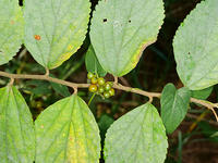 ヘクソカズラ  未成熟　実　（屁糞葛） [XLH110003554]