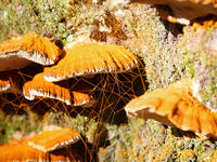 カワウソタケ　(川獺茸) [XLH110003556]