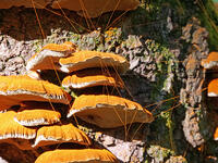 カワウソタケ　(川獺茸) [XLH110003557]