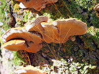 カワウソタケ　(川獺茸) [XLH110003558]