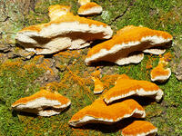 カワウソタケ　(川獺茸) [XLH110003559]