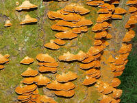 カワウソタケ　(川獺茸) [XLH110003560]