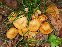 ナラタケモドキ  （楢茸擬) [XLH110003562]