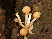 ナラタケモドキ  （楢茸擬) [XLH110003563]