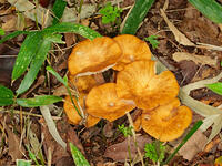 ナラタケモドキ  （楢茸擬) [XLH110003565]