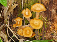 ナラタケモドキ  （楢茸擬) [XLH110003566]