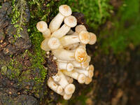 ナラタケモドキ  （楢茸擬) [XLH110003567]