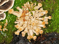 ナラタケモドキ  （楢茸擬) [XLH110003568]