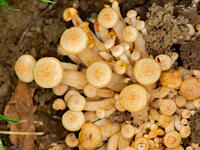 ナラタケモドキ  （楢茸擬) [XLH110003569]