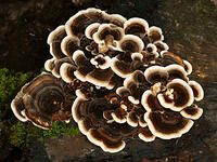 カワラタケ　(瓦茸) [XLH110003570]