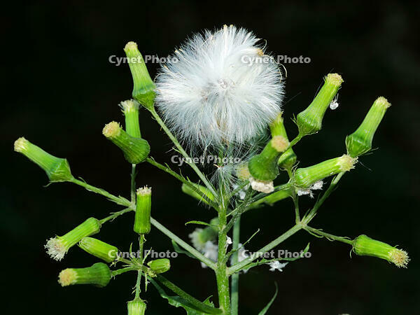 クサギ 未成熟　実　 (臭木) [XLH110003396]