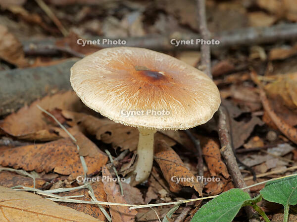 キツネノカラカサ  （狐唐傘） [XLH110003472]