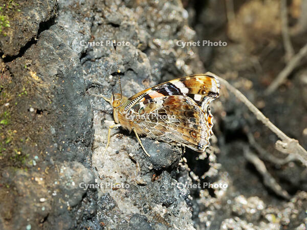 アカタテハ  （赤立羽) [XLH110003473]