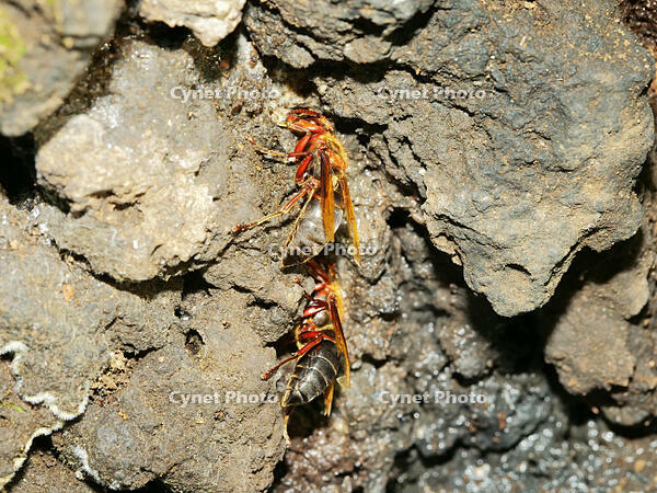 チャイロスズメバチ　(茶色雀蜂) [XLH110003474]