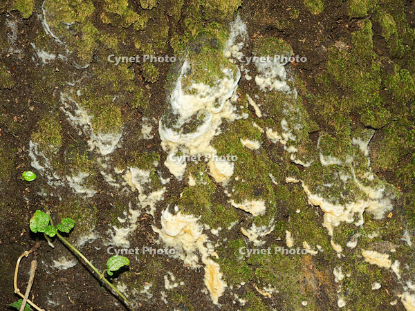 樹の表面に発生した　菌糸? [XLH110003475]