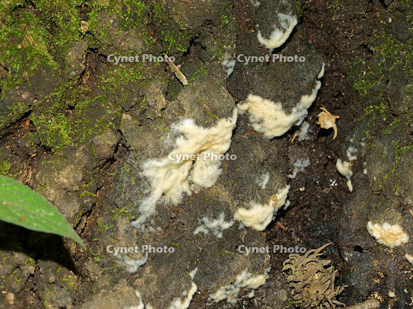 樹の表面に発生した　菌糸? [XLH110003476]