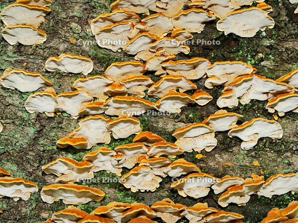 カワウソタケ　(川獺茸) [XLH110003477]