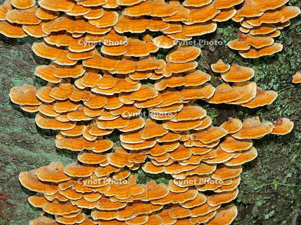 カワウソタケ　(川獺茸) [XLH110003478]