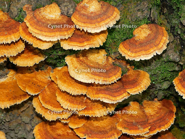 カワウソタケ　(川獺茸) [XLH110003479]