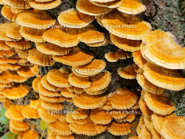 カワウソタケ　(川獺茸) [XLH110003480]