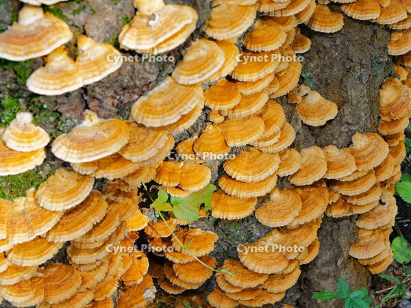 カワウソタケ　(川獺茸) [XLH110003481]