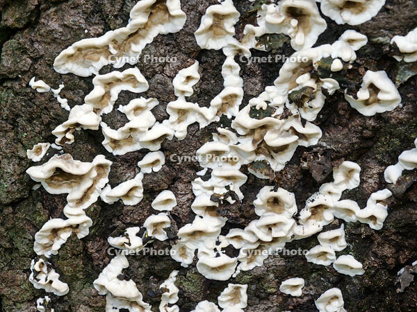 エビウラタケ  (海老裏茸) [XLH110003484]