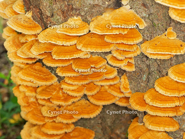 カワウソタケ　(川獺茸) [XLH110003486]