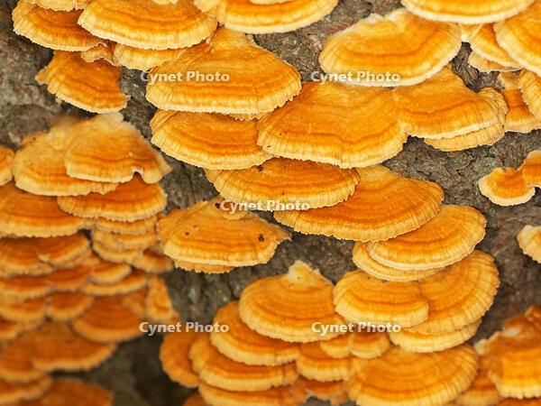 カワウソタケ　(川獺茸) [XLH110003487]