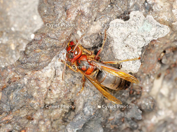 チャイロスズメバチ  (茶色雀蜂) [XLH110003489]