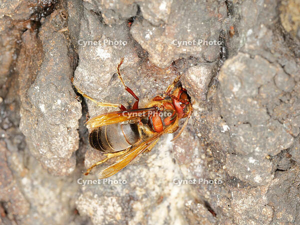 チャイロスズメバチ  (茶色雀蜂) [XLH110003490]