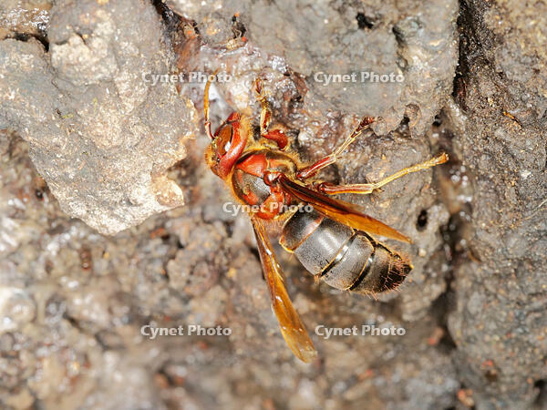 チャイロスズメバチ  (茶色雀蜂) [XLH110003491]