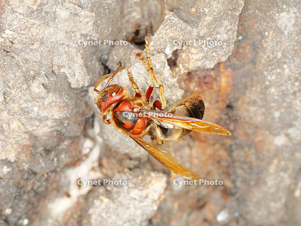 チャイロスズメバチ  (茶色雀蜂) [XLH110003493]