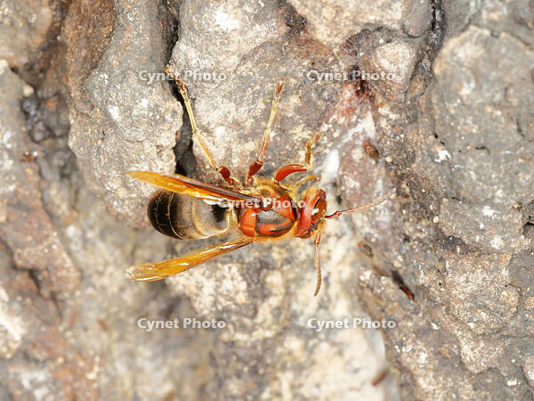 チャイロスズメバチ  (茶色雀蜂) [XLH110003494]