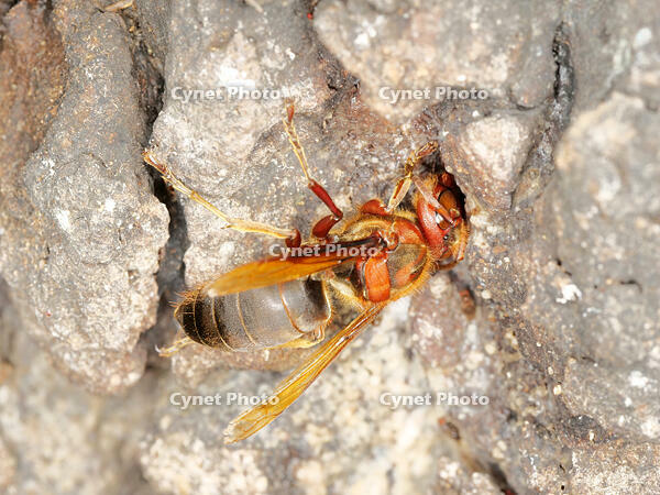 チャイロスズメバチ  (茶色雀蜂) [XLH110003495]