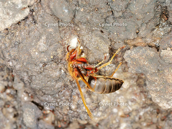 チャイロスズメバチ  (茶色雀蜂) [XLH110003496]