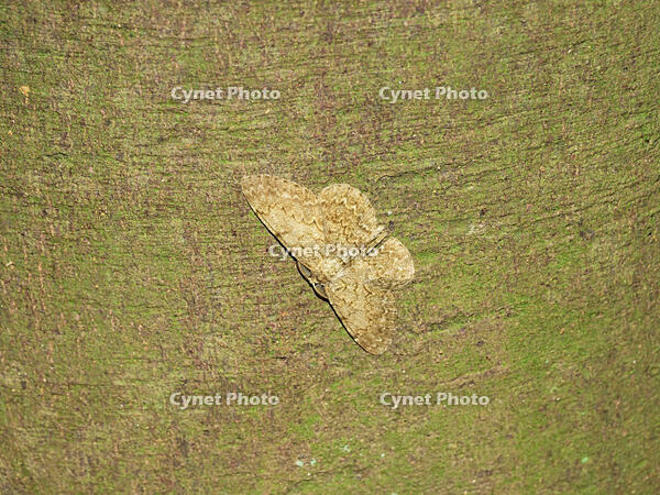 オオバナミガタエダシャク [XLH110003498]