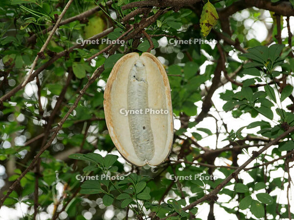 アケビ　実 [XLH110003499]