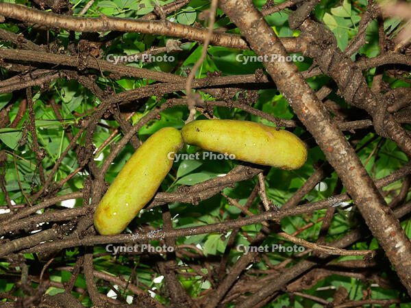 アケビ　実　 [XLH110003500]