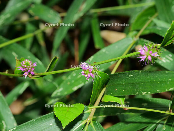 トラノオスズカケ  (虎の尾鈴懸) [XLH110003501]