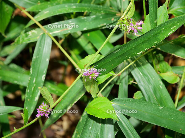 トラノオスズカケ  (虎の尾鈴懸) [XLH110003502]