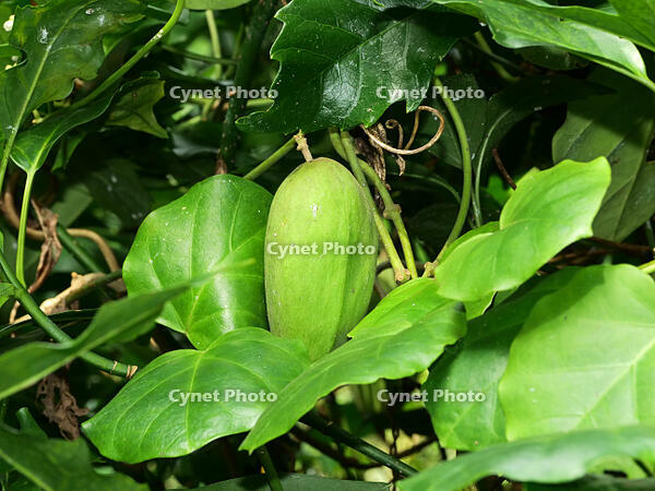 キジョラン　実   (鬼女蘭) [XLH110003503]