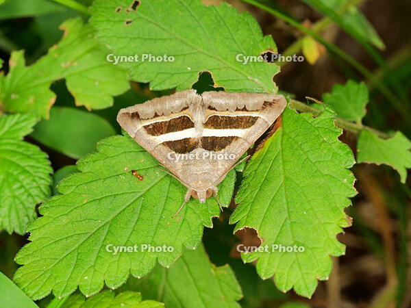 ナカグロクチバ [XLH110003505]