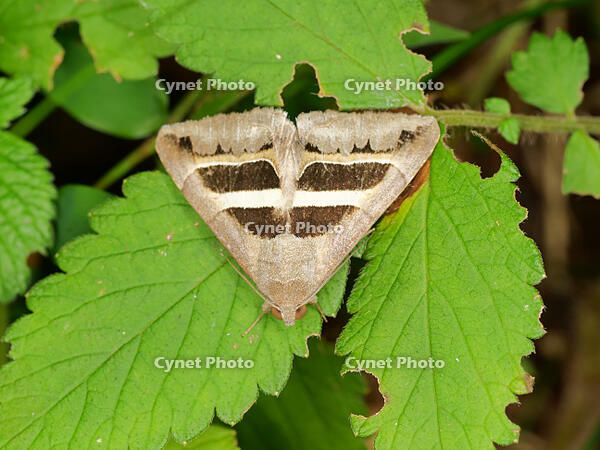 ナカグロクチバ [XLH110003506]