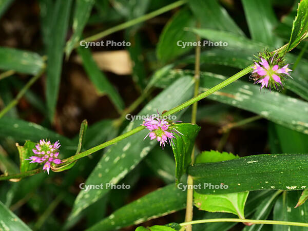 トラノオスズカケ　(虎の尾鈴懸) [XLH110003507]