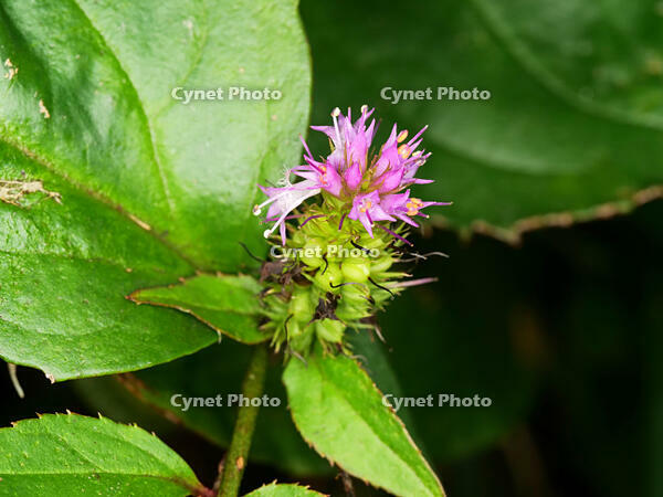 トラノオスズカケ　(虎の尾鈴懸) [XLH110003508]