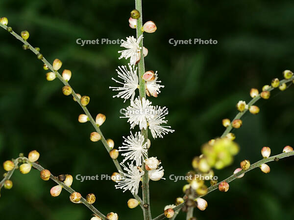 イヌショウマ　(犬升麻) [XLH110003509]