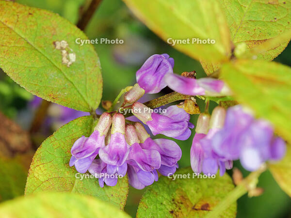 ナンテンハギ  (南天萩) [XLH110003512]