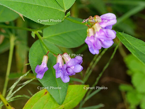 ナンテンハギ  (南天萩) [XLH110003513]