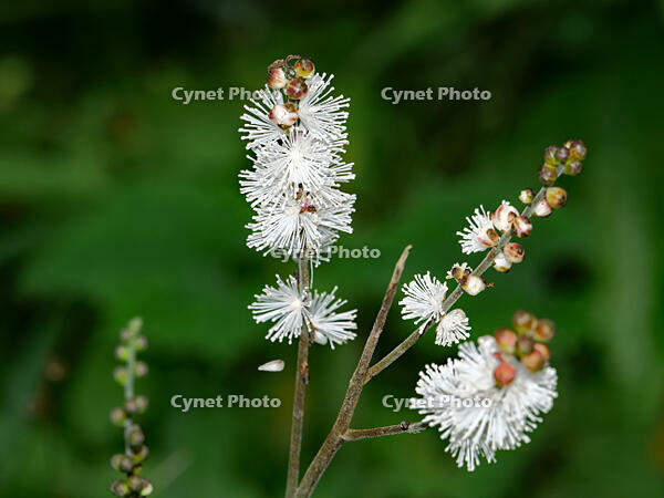 イヌショウマ  (犬升麻) [XLH110003515]